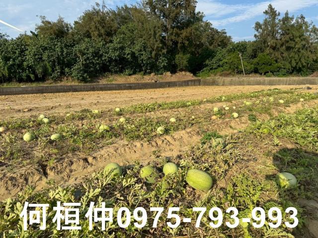 後龍農地-4
