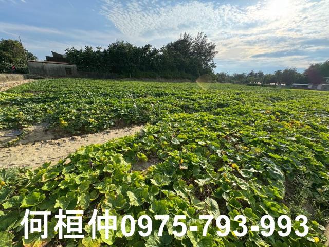 後龍農地-6