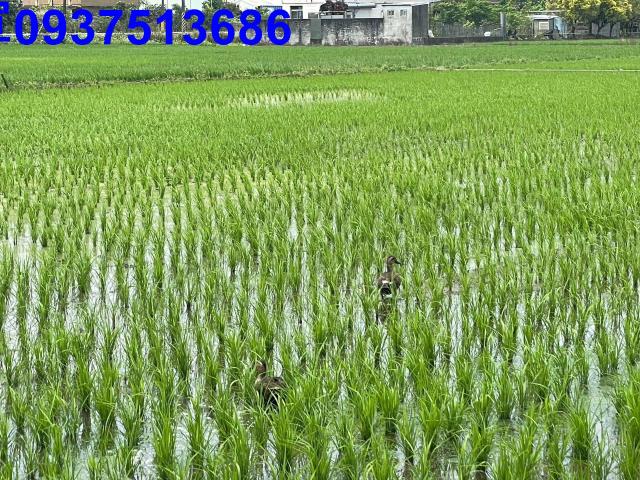 宜蘭員山農地-2