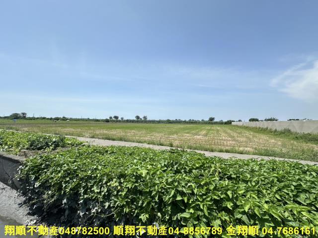 大城農地-9