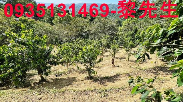 新竹林地-8