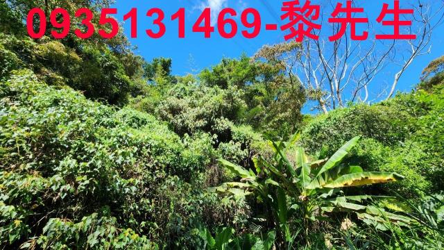 新竹林地-7