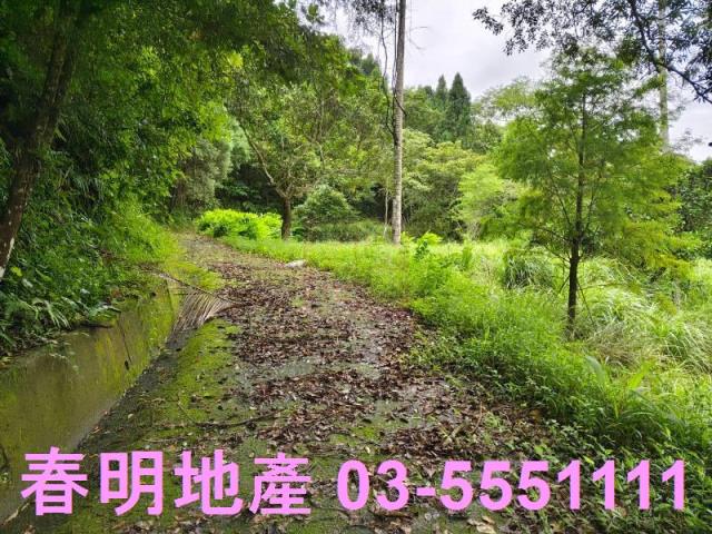 苗栗南庄林地-10