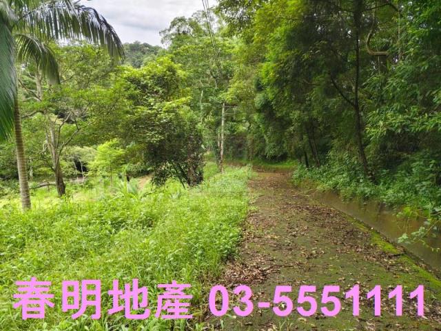 苗栗南庄林地-11