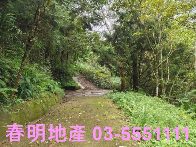 苗栗南庄林地-13