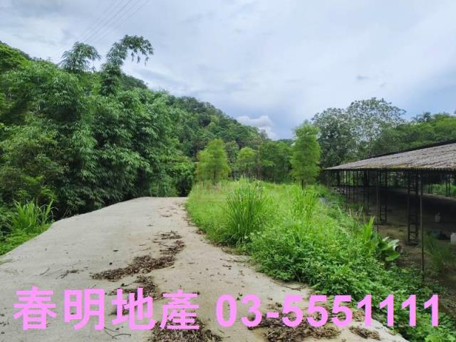 苗栗南庄林地-6