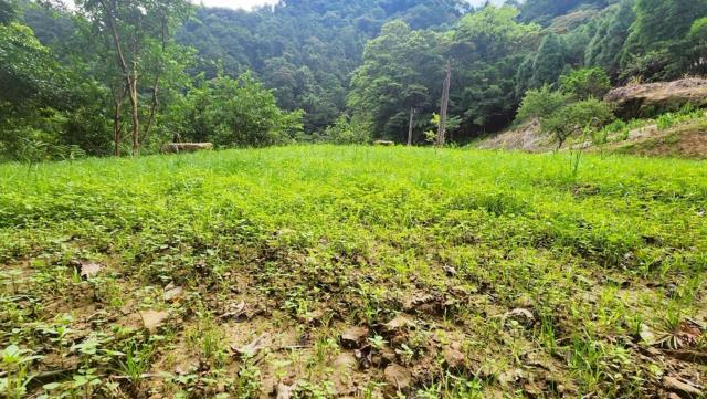 新竹竹東農地-2
