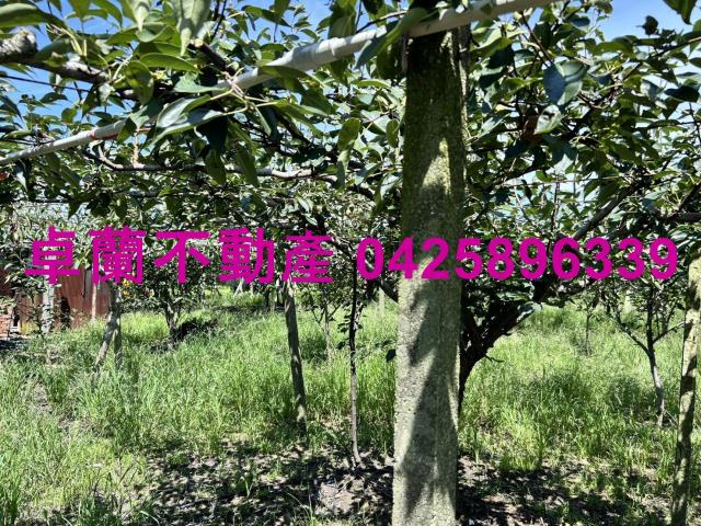 苗栗卓蘭農地-4