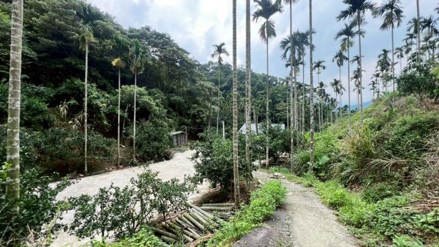 新竹關西農地-14