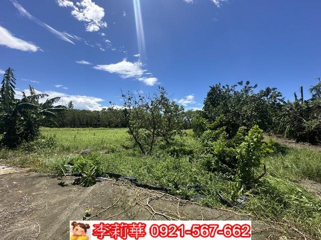 旗山農地-12
