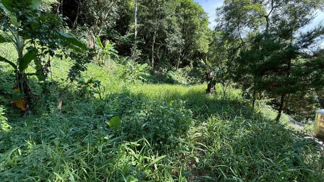 新竹關西農地-11