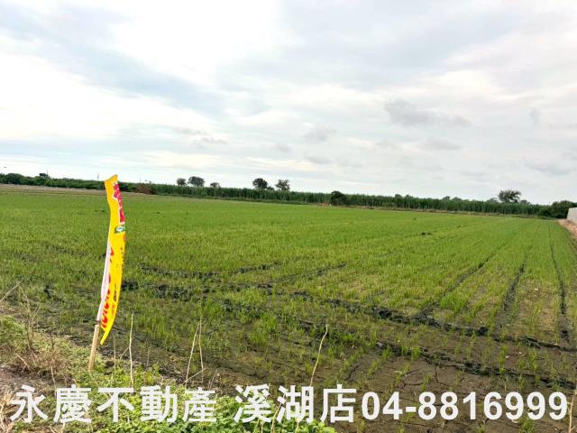 大城農地-5