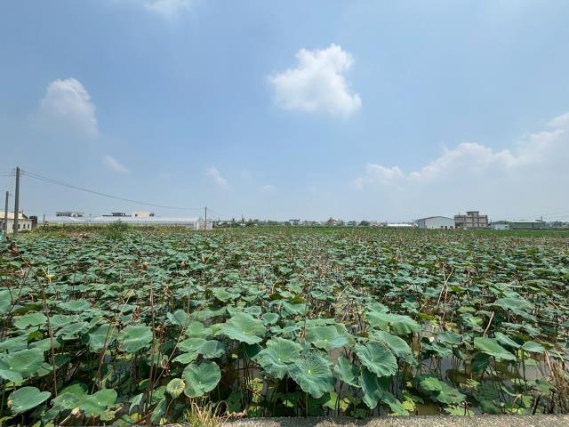 民雄農地-1