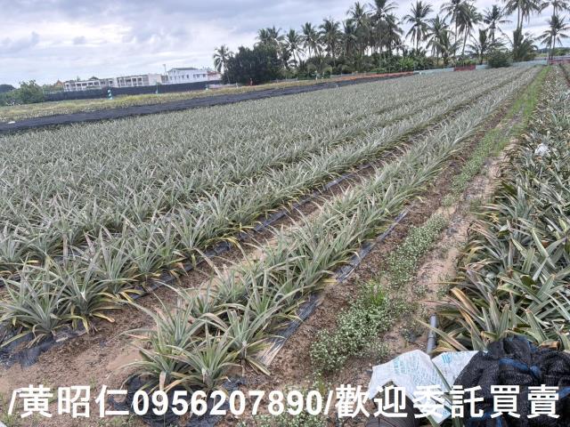 台南農地-4