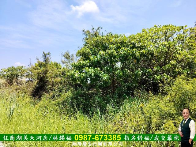 安南農地-5