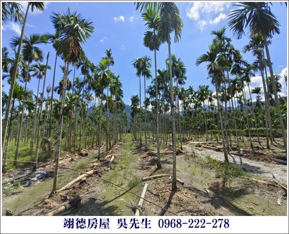高樹農地-5
