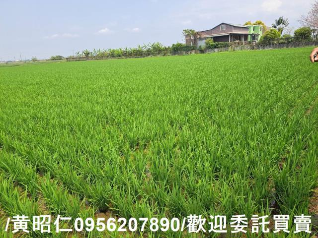 台南白河農地-1