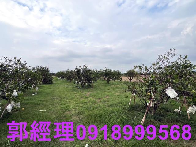 麻豆農地-4
