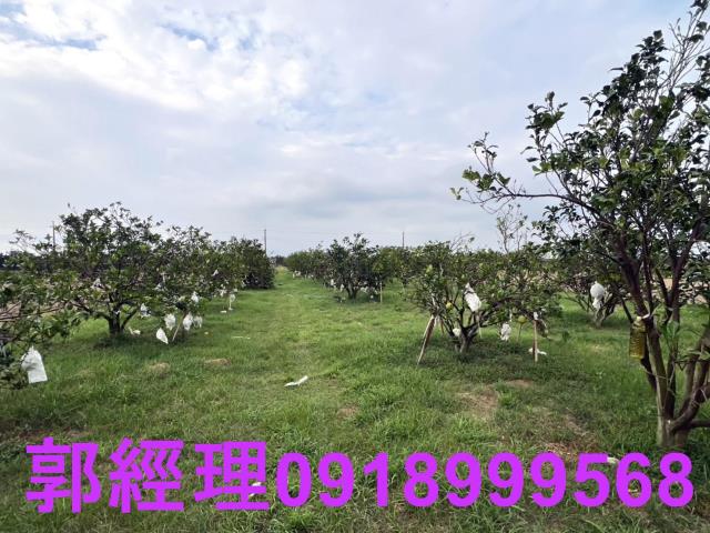 麻豆農地-5