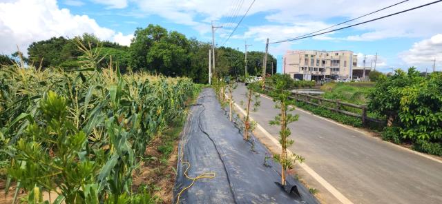 新竹新豐農地-5