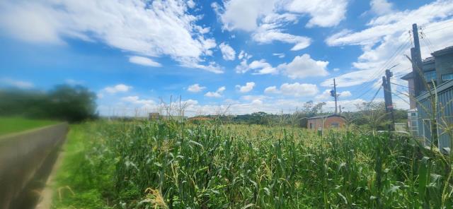 新竹新豐農地-7