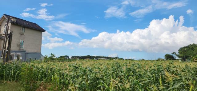 新竹新豐農地-8