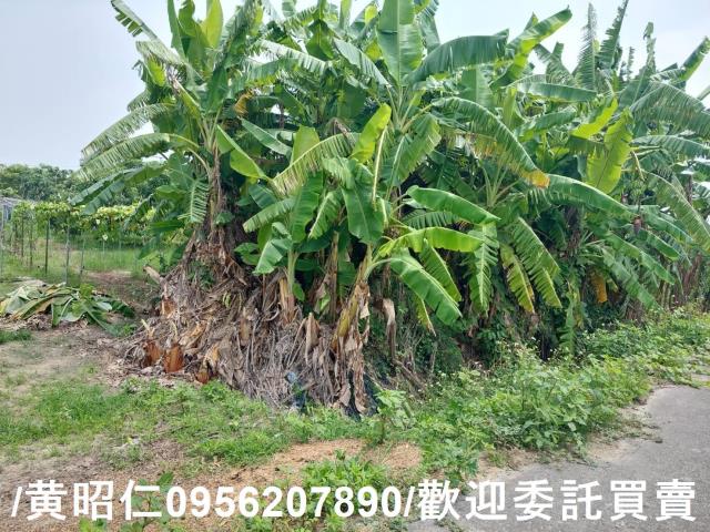 台南七股農地-3