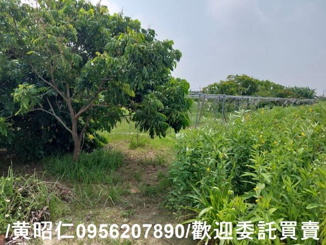 台南七股農地-9