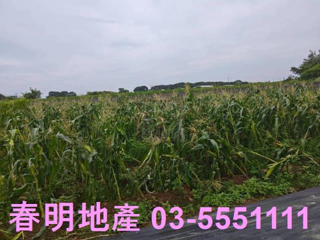 新竹新豐農地-5