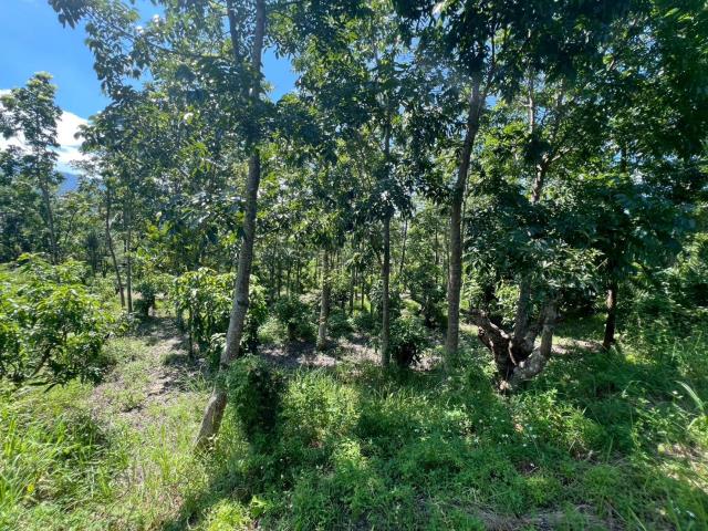 台南南化農地-10