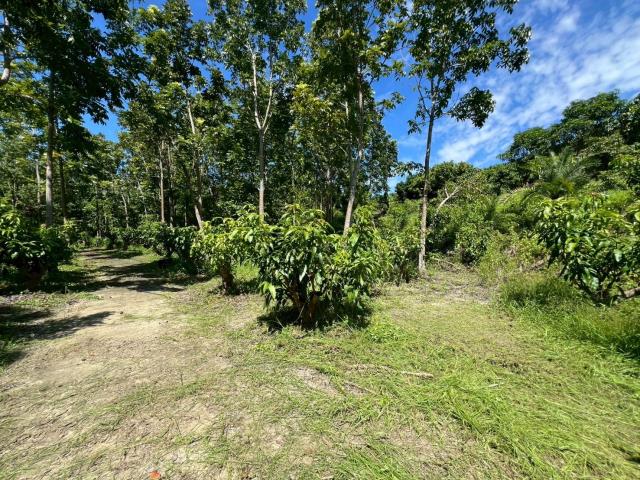 台南南化農地-13