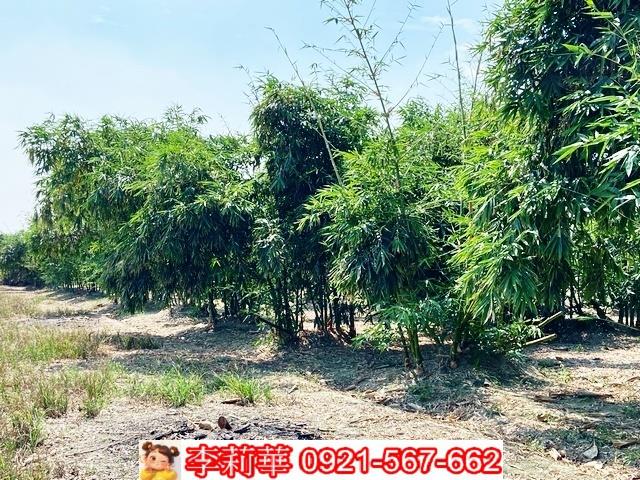 台南西港農地-5