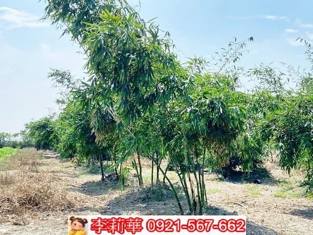 台南西港農地-8