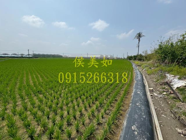 太保農地-6