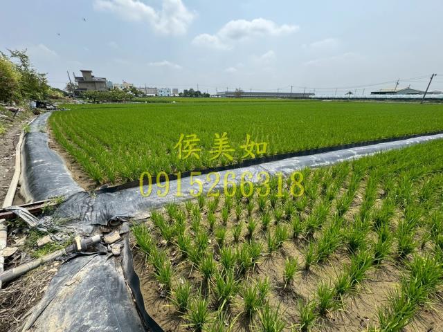 太保農地-8