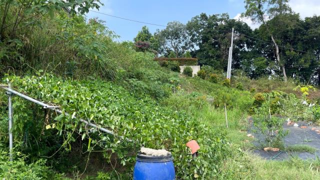 新竹寶山農地-12