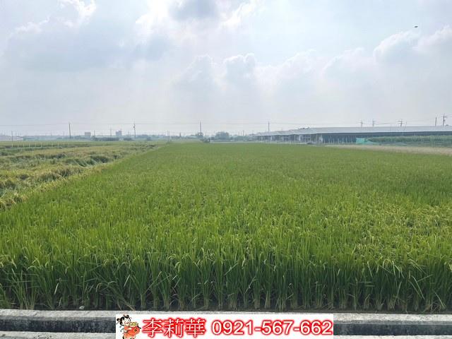 柳營農地-9