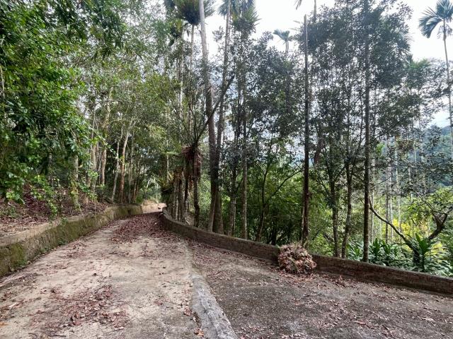 南投鹿谷農地-11