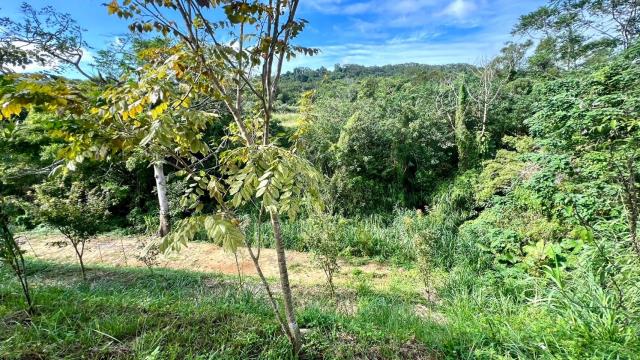 新竹竹東農地-10