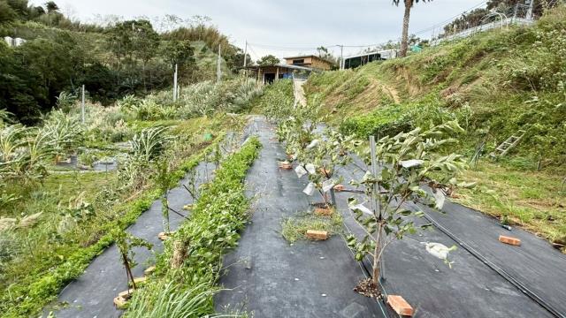 新竹寶山農地-10