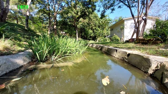 新竹關西農地-4