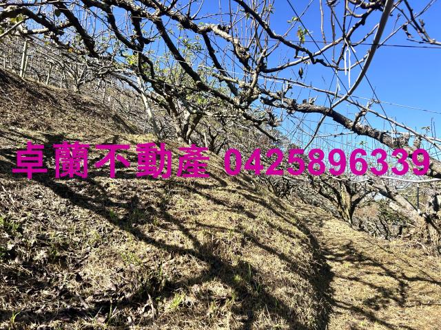 卓蘭農地-7