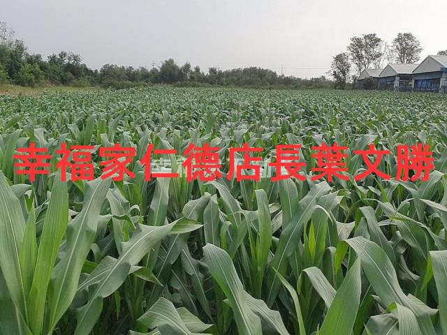 台南西港農地-5