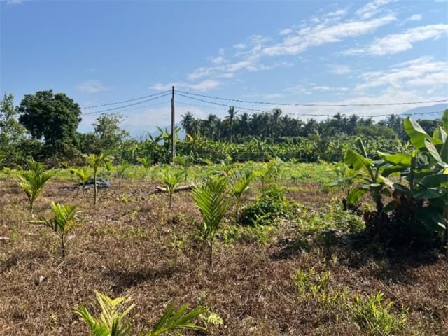 高雄旗山農地-10