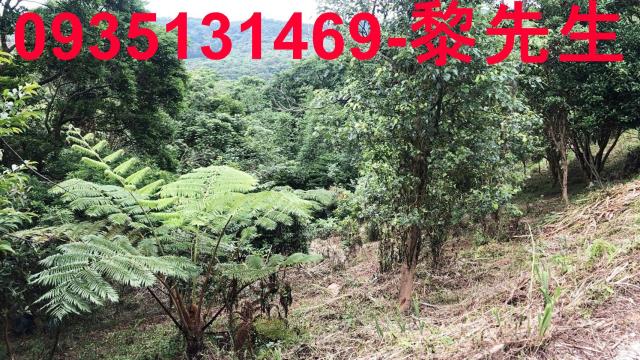 新竹關西農地-6