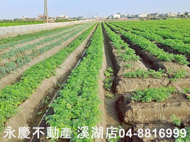 芳苑農地-10