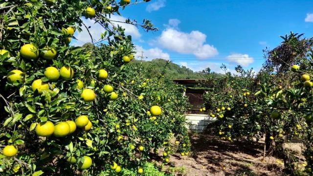 苗栗頭份農地-3