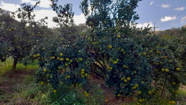 苗栗頭份農地-5