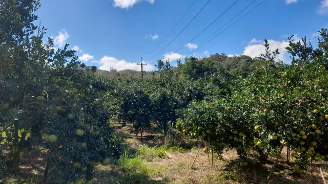 苗栗頭份農地-6