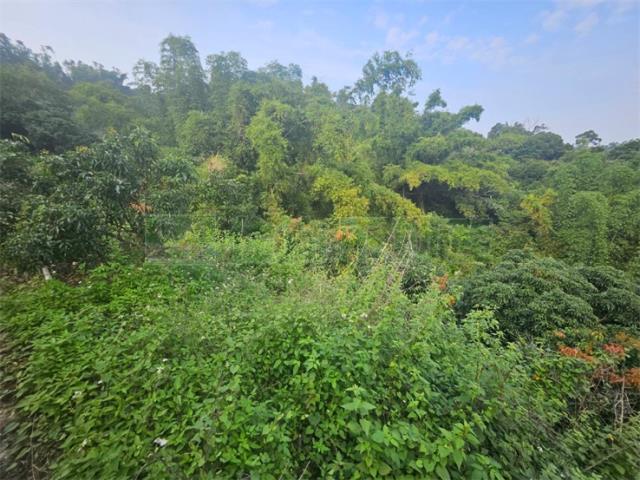 高雄大樹農地-8